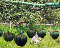 Southern Thailand community development - Orchid Conservation