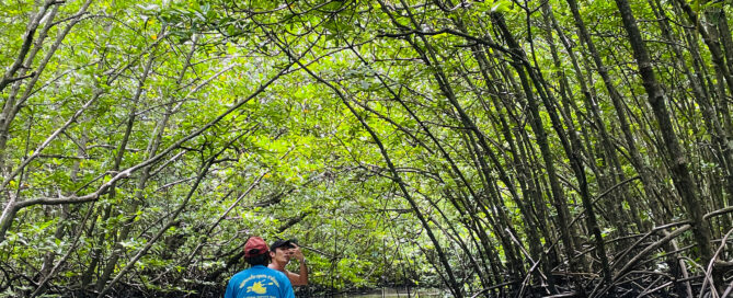 Tha Din Daeng 1 Day Tour- Canoe in the mangrove